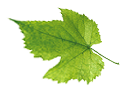 grape leaf