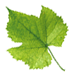 grape leaf