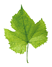 grape leaf