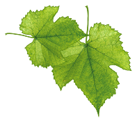 grape leaf